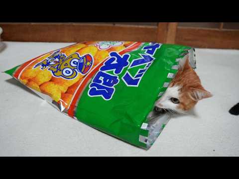 キャベツ太郎の袋入猫　260523 サムネイル