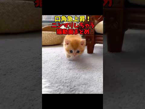ニヤつき不可避の猫動画　猫 cat cats cute サムネイル