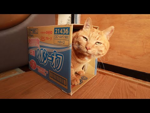 ヘルシーオフの箱と麦茶　box and cat　260211 サムネイル