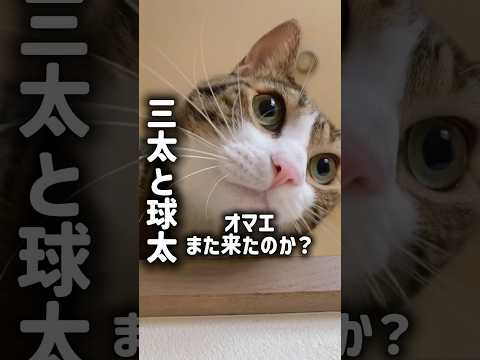 8月25日は球太のお誕生日！🎂✨コメント欄で『おめでとう』って声をかけてくれたら嬉しいです🎉cats shorts 球太