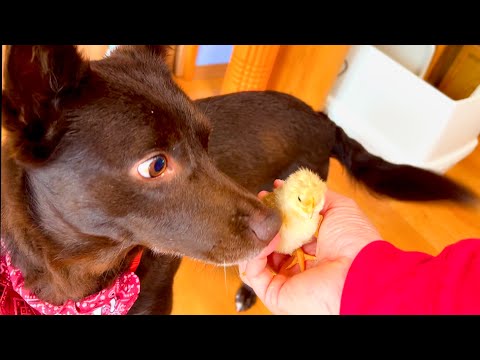 ひとりぼっちになったヒヨコを見たワンコはこんな行動に出た サムネイル