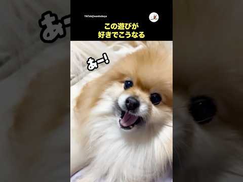 この遊びが好きでこうなる｜PECO サムネイル