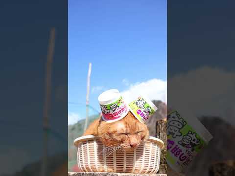 牧場の朝ヨーグルト　260501　 cat のせ猫 cute　 ヨーグルト ねこ ちゃとら 猫　 牧場の朝 猫のいる暮… サムネイル