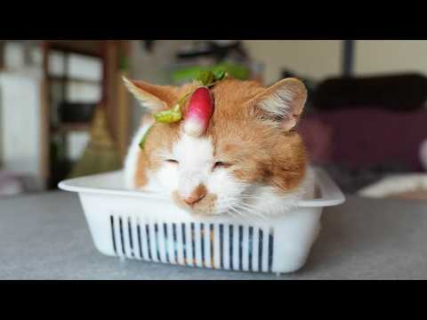 二十日大根　のせ猫　2026　260606 サムネイル