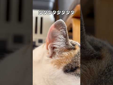 「猫のタフト」猫あるある サムネイル