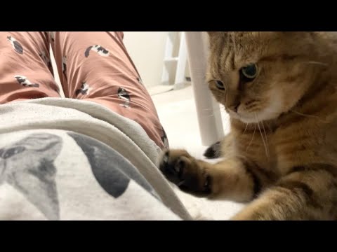 ママとお昼寝したい猫のおねだりが可愛すぎる件 サムネイル