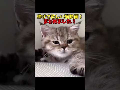 伸びてくれ〜い！この猫動画 猫 cat cats cute サムネイル