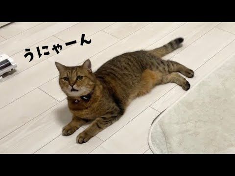 振り向くとうにゃうにゃと話しかけてくる猫の声をミニマイクで録音してみたら…笑