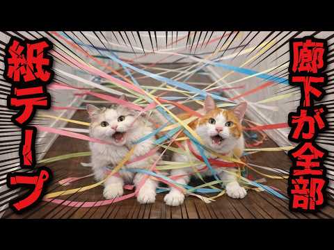 紙テープにこんがらがって突撃する猫ちゃんたち サムネイル