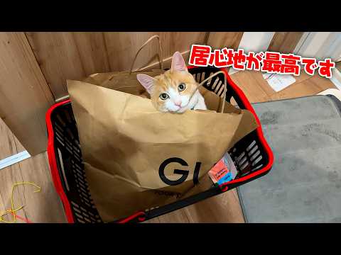 買ったばかりの服はロビンの毛まみれになっていました。 サムネイル
