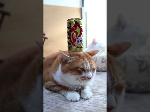 キリン ファイア 挽きたて微糖　260228　のせ猫　 cat ネコ cute　 猫のいる暮らし　 ねこ　 猫　　 c… サムネイル