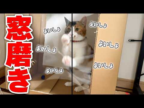 今日も頑張って窓を磨いているベルちゃんに、何故か実家から連絡が来ました。 サムネイル