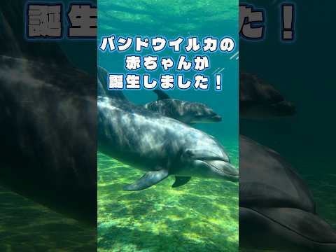バンドウイルカのマールが赤ちゃんを出産しました