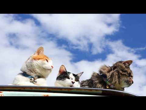 屋根の上のちろとチビクロ　260611 サムネイル