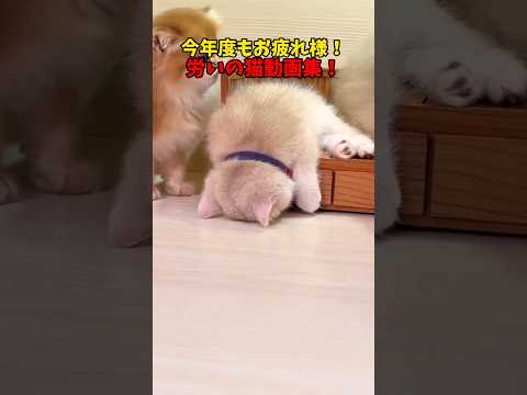 来年度もよろしくお願いします！ サムネイル