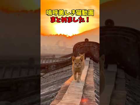 嗚呼美しい猫動画🐈 猫 cat cats cute サムネイル