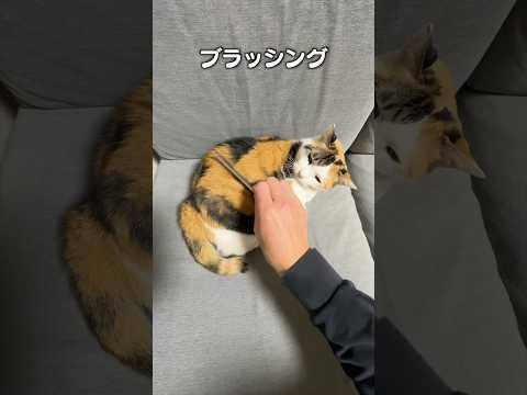 「猫のブラッシング止まらない」猫あるある|フルはApple Musicほか音楽アプリへ サムネイル