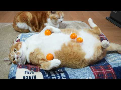 金柑のせたぼー　260313 サムネイル