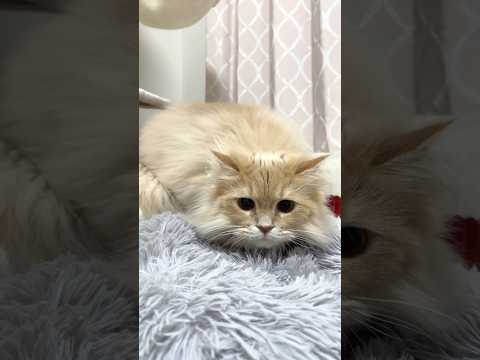 これが猫のオーバードライブshorts 猫 overdrive サムネイル