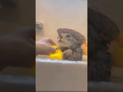 なんだこの可愛い生き物は😺 猫 cat cats cute サムネイル