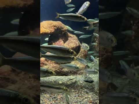 おたる水族館海産総選挙　③ニシン サムネイル