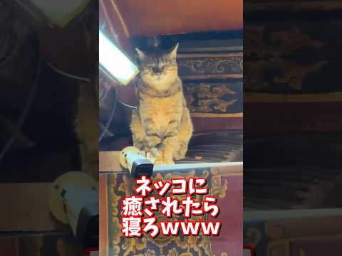ネッコの動画で癒されたら寝ろｗｗｗ　2ch  動物  猫 癒やし ねこ動画 サムネイル