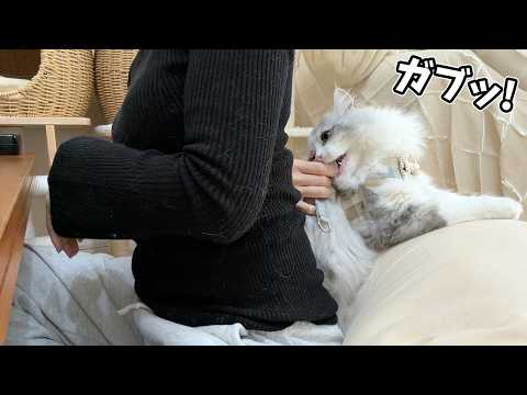 猫にクッションを奪われたので猫をクッションにしてみましたw サムネイル