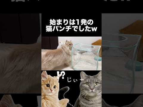 始まりは1発の猫パンチでした shorts 猫 猫好きさんと繋がりたい サムネイル
