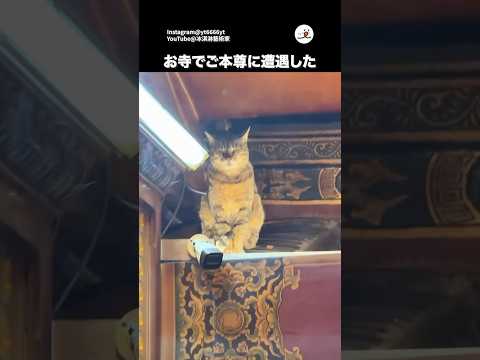 何か良いことあるかもしれない｜PECO サムネイル