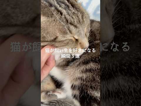 猫が飼い主を好きになる瞬間3選 猫 ねこ 猫のいる暮らし 保護猫 雑学 豆知識 VOICEVOX:ずんだもん