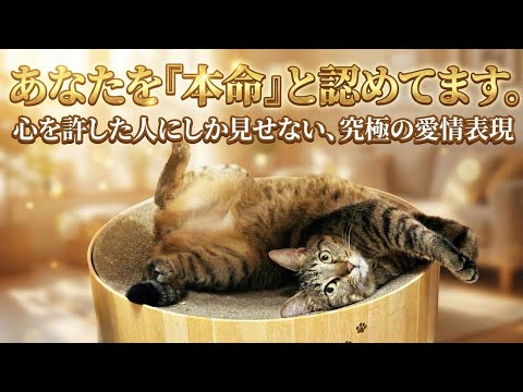 もう、幸せすぎて困る… 【猫が「大好きな人」の前でだけ見せる尊すぎる行動】 サムネイル