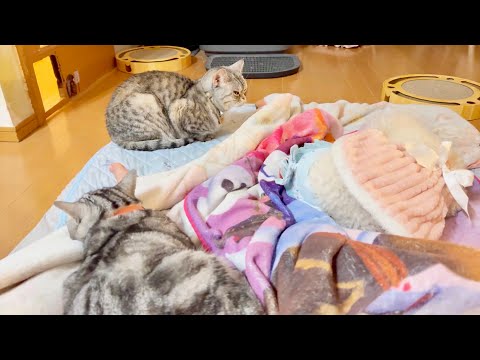 あいちゃんの夜。 サムネイル