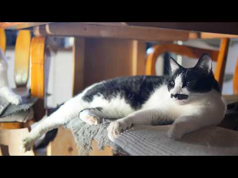 ちょび毛づくろい　260323 サムネイル