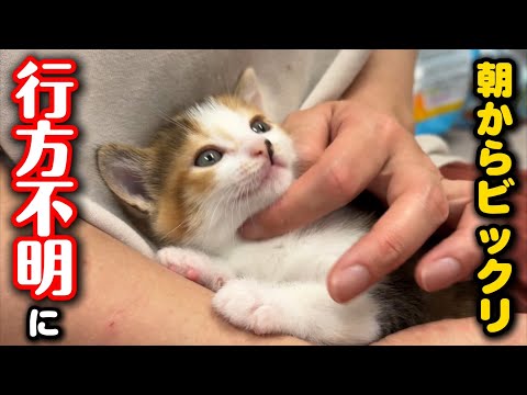 朝のシェルター内で子猫が行方不明になりました