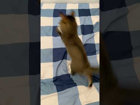 ？ サムネイル