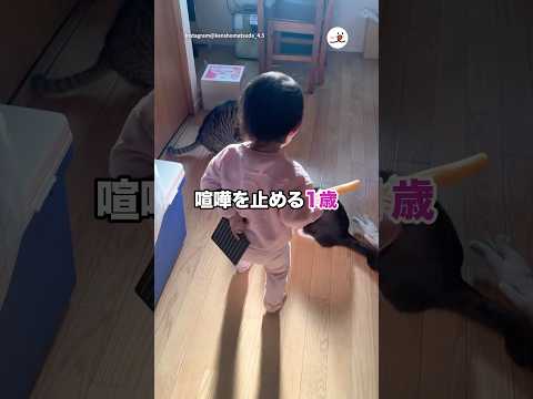 喧嘩を止める1歳｜PECO サムネイル