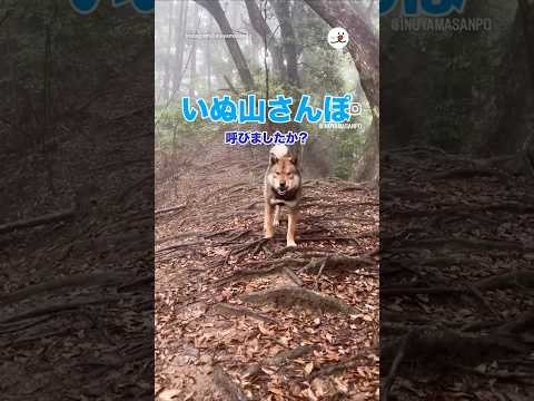 犬笛で戻ってくる四国犬｜PECO サムネイル