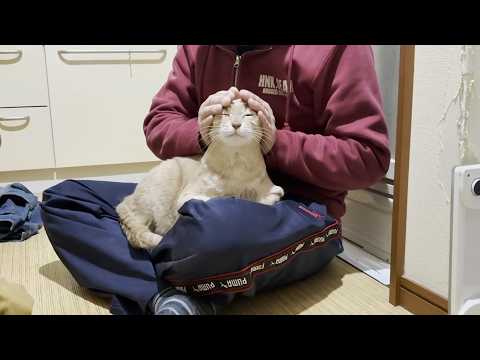 脱衣所でゴロゴロ甘える猫の邪魔はさせないとガードを固めるお母さん サムネイル