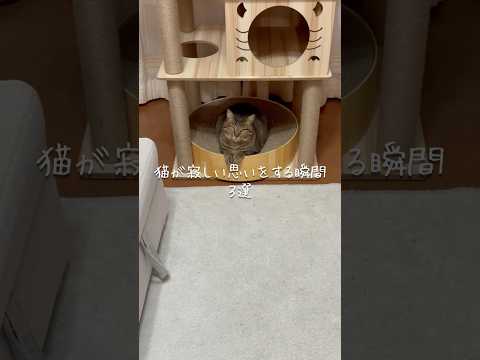 猫が寂しい思いをする瞬間3選 猫 ねこ 猫のいる暮らし 保護猫 猫好きさんと繋がりたい 猫動画 雑学 豆知識 VOIC… サムネイル