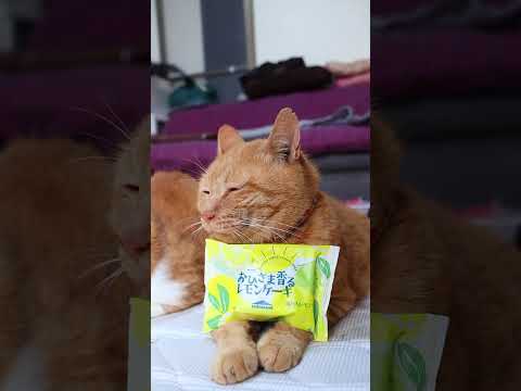 おひさま香るレモンケーキ　260930　 cat のせ猫 cute　 ねこ　 猫のいる暮らし　 おひさま香るレモンケーキ