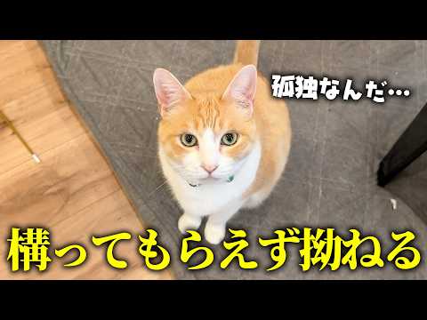 ロビンが飼い主に構ってもらえなくて拗ねてしまいました…。