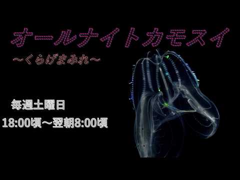 オールナイトカモスイ　～くらげまみれ～ 242　キタカブトクラゲ サムネイル