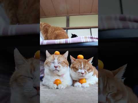 金柑のせたうずまきとぼー　260306　のせ猫　金柑　 cat　 cute　 ネコ　 猫のいる暮らし　 ねこ　 猫… サムネイル