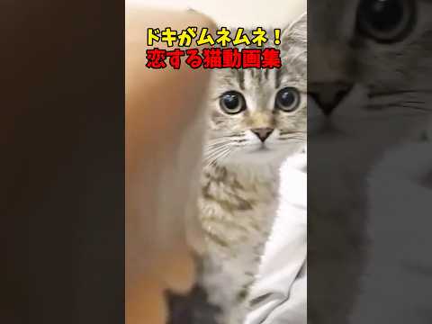 まるで恋❤️ 猫 cat cats cute サムネイル