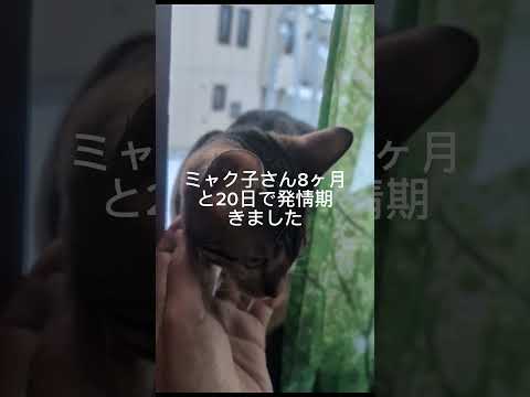 ベンガルシャム猫shorts funny cat猫 サムネイル
