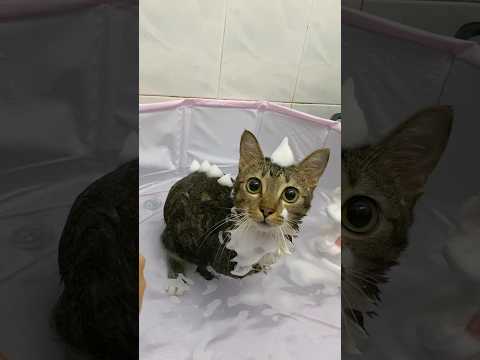 Dinosaur pet unlocked! 🦖 サムネイル