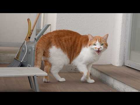 【30分】猫の音楽｜猫のいる日常BGM｜もしぬこ｜９ サムネイル