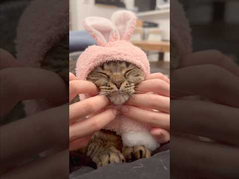 うさ耳プリンセスが可愛すぎて悶絶する飼主たちwww cat 猫