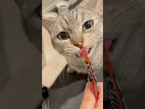 ちゅーるを食す恐竜(猫)と、大喜びの下僕たちwww cat 猫