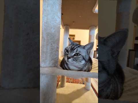 アメショーのラッテ アメショ アメリカンショートヘア 猫と暮らす家猫との暮らし猫 サムネイル